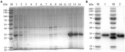Molecular and serological investigations of Batai virus in cattle and goats in the border area of Yunnan, China (2021–2022)